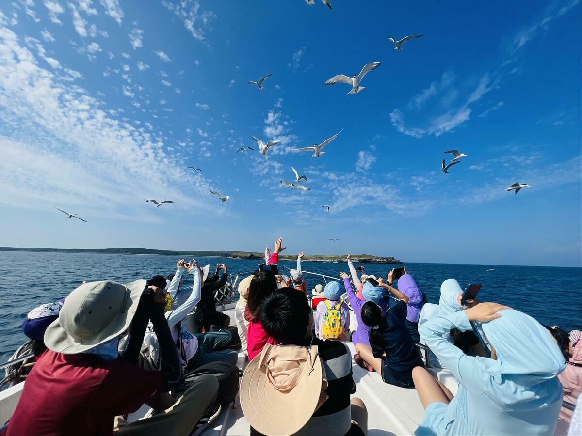 每年5至7月旅客欣賞澎湖燕鷗翱翔天際的最佳時機。 圖:取自澎管處網站